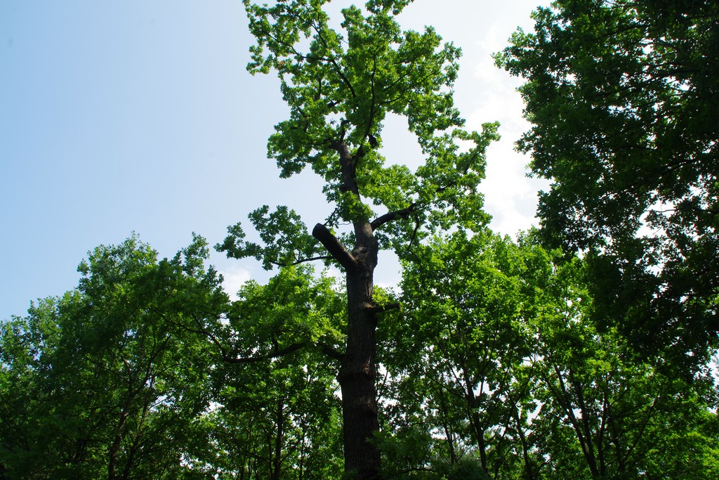 Fotografia przedstawia drzewa na alei dębów w Truszczycy w trakcie odbioru prac związanych z ich pielęgnacją